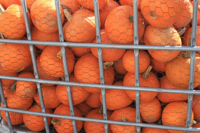 dreamstimefree_11441271 pumpkins bin