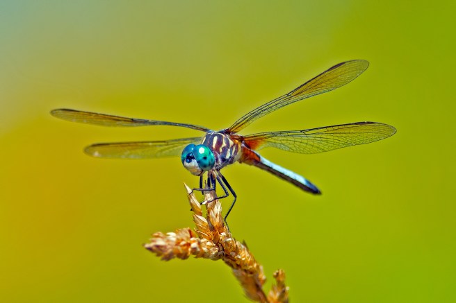 dreamstime_xxl_26401806 dragonfly