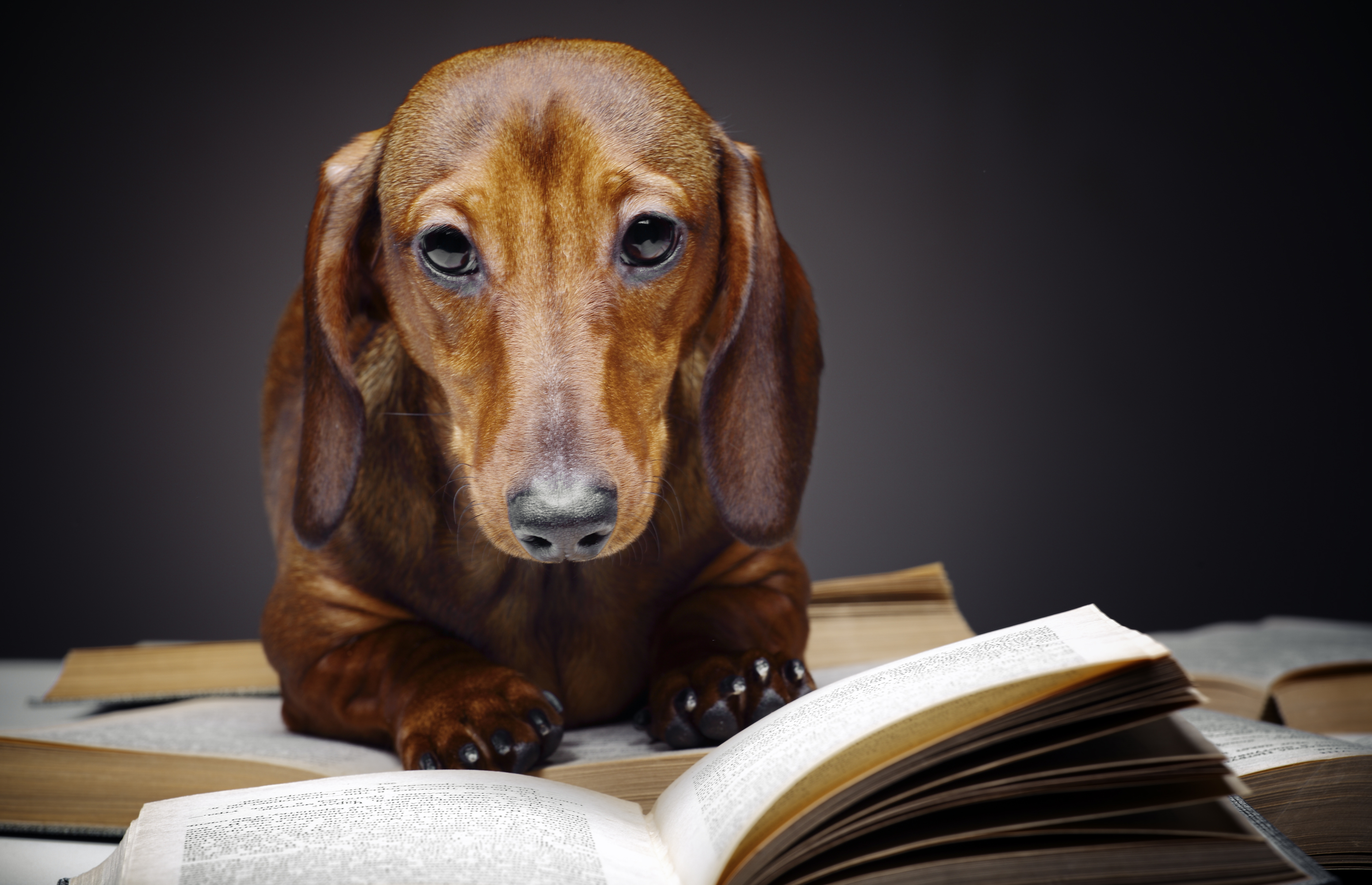 National Read a Book Day | Walter Thinnes